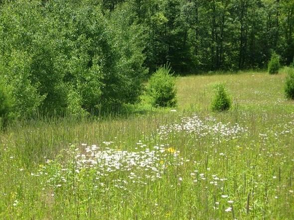 Natuurbegraafplaatsen in de VS 93 geregistreerde