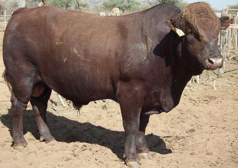 Wagner Bonsmaras Ben & Corlia Mouton PO Box 1945 Tsumeb 067 306 805 Lot 44 WAGB 10 124 Die bul is aan vaderskant uit Nosa Bonsmaras van Jan Pienaar.