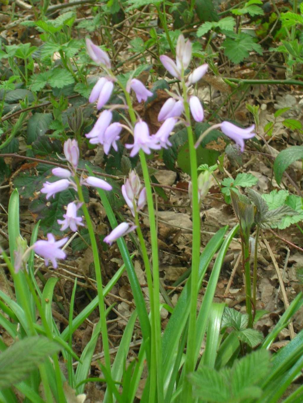 Opvallende soorten zijn boshyacint, daslook, lelietje van dalen, Spring starflower en vingerhelmbloem.