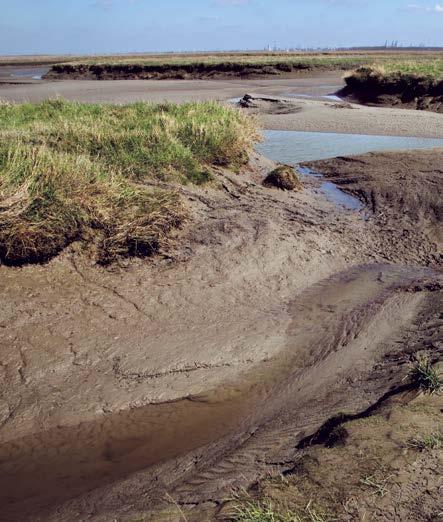 Belang van het Deltagebied voor vogels Saeftinghe: hier zijn de mooiste en grootste schorren langs de Westerschelde te vinden 22 caties duinen in verschillende successiestadia.