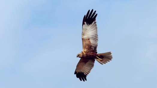 Belang van het Deltagebied voor vogels Figuur 3.15.