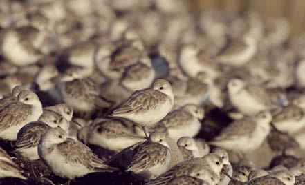 Belang van het Deltagebied voor vogels Anderzijds leveren deze nieuwe zoete biotopen habitat op voor eenden, ganzen, grote zilverreigers en ook bijzondere soorten broedvogels als de zeearend.