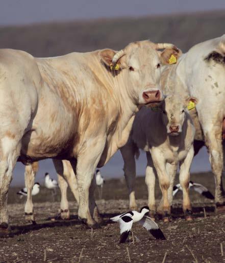 Belang van het Deltagebied voor vogels de uitzonderingen vaak voor veel verstoring.