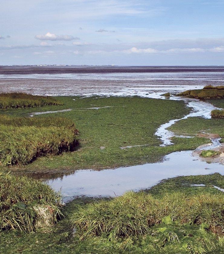 Het Deltagebied is een nationaal en internationaal topgebied voor vogels. Gelijktijdig zijn in de piekperiode meer dan een miljoen vogels aanwezig die aan wetlands gebonden zijn.