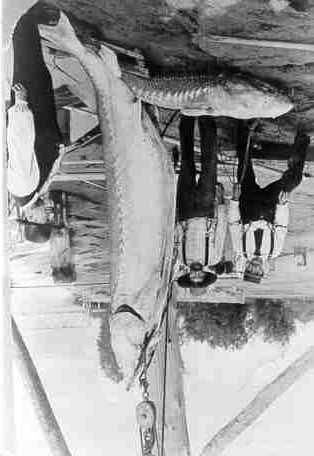 -De visbestanden in Vlaanderen anno 1840-1950-Platenbijlage - PlaatXII: Acipensersturio,deAtlantischesteur Steurenhebben eenasymmetrische staartvinen vijf longitudinale rijenvan