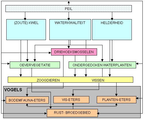 In figuur 4.2 wordt geschetst via welke weg en op welke soorten, soortgroepen en onderlinge relaties peilverandering van invloed kan zijn.