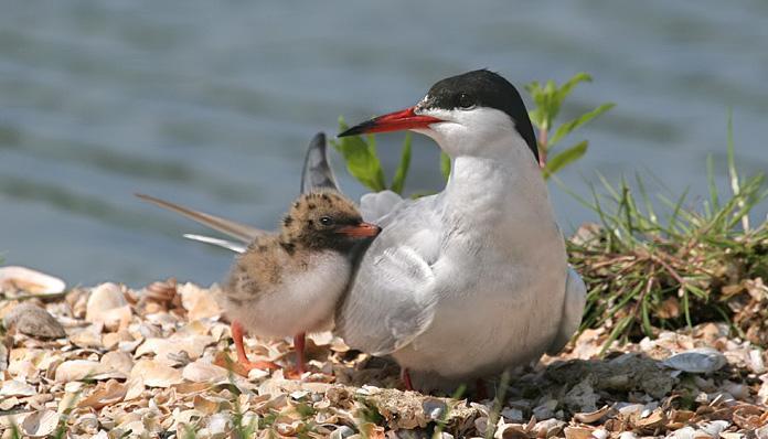 4.4 Optimaal peil voor broedende vogels Rondom het IJsselmeer broeden en rusten vogels.