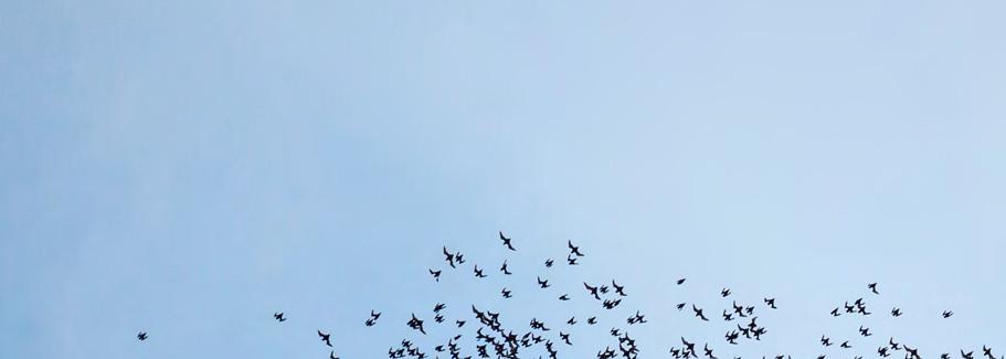 Vleermuizen op doorreis De Afsluitdijk krijgt nieuwe buitenbekleding die zó sterk is dat deze een zware storm kan doorstaan.