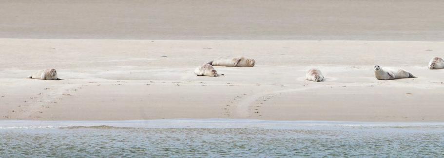 Rijkswaterstaat en de zeehond In de ontheffing voor de Flora- en faunawet zijn voor de heiwerkzaamheden aan de Afsluitdijk voorwaarden opgesteld die rekening houden met de zeehonden.