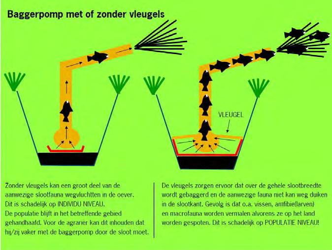 Deze publicatie is in opdracht van het ministerie van EZ Bij de kleine modderkruiper is het ook geen goede