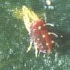 Adalia bipunctata larven biobest lieveheersbeestjes Bio-Pyretrex pyrethrinen 20 g/l + piperonylbutoxide 225 g/l 9267/B Dursban 480 emulgeerbaar concentr Dow Agroscience chloorpyrifos 480 g/l B 8195/B