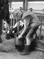 Melkstal of robot De koeien worden gemolken in de melkstal. De boer staat beneden in de melkput. Hierdoor kan hij goed bij de uier van de koe. Hij hangt de melkklauw aan de spenen.