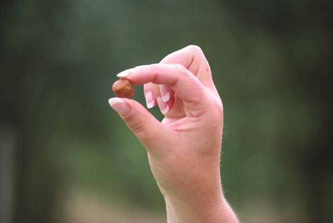 uw hond. Want u gaat de oefening aanleren zonder dwang en met de clicker. Heeft u in de eerste lessen de clicker goed geconditioneerd, dan zal uw hond met veel plezier de af-oefening uitvoeren.