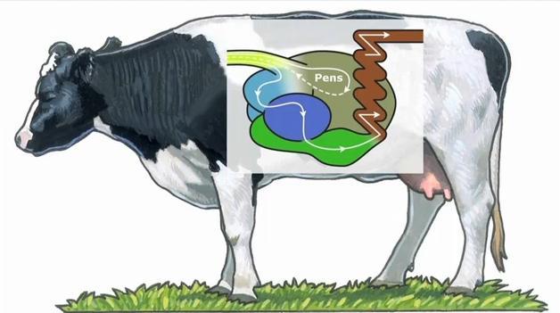 3. Eten en drinken Een volwassen koe eet ongeveer negen keer per dag. Een koe is hierdoor ongeveer 8 uur per dag bezig met eten.
