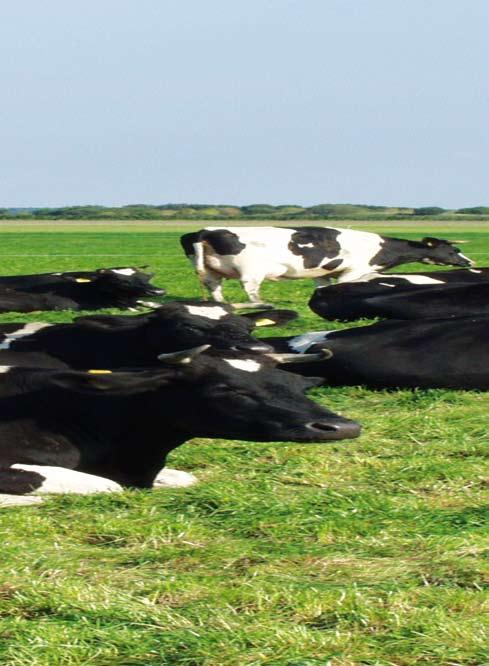 Management verandert Het management door de boer verandert ingrijpend. De koeien zijn nooit meer allemaal op dezelfde plek op hetzelfde moment. De boer zal dus moeten meebewegen met zijn koeien.