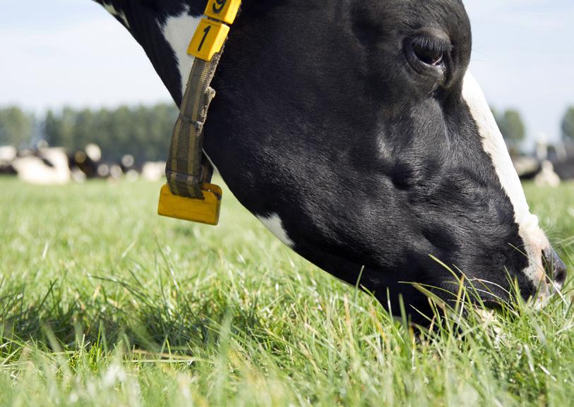 en de afwaardering van 20 miljoen euro van het, procent belang in China Huishan Dairy Holdings Company Ltd. Winst stijgt met,3 procent naar 62 miljoen euro.