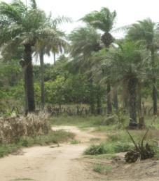 Klimaat en omgeving Afrika, Senegal, Abéné: het lijkt misschien ver weg. Maar het is slechts zo n 6 uur vliegen.