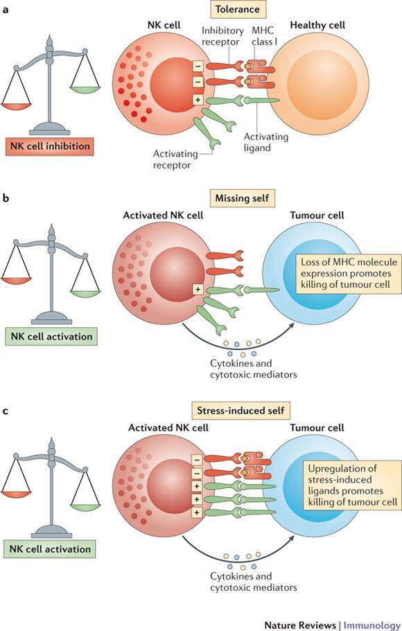 Nat Rev Immunol. 2012 Mar 22;12(4):239-52.