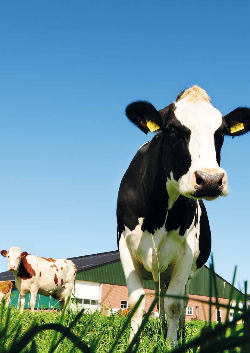 Blijvend grasland Blijvend grasland is de stabiele motor van ieder melkveebedrijf. Het levert jaar op jaar ruwvoer voor een gezonde veestapel en een goede melkproductie.