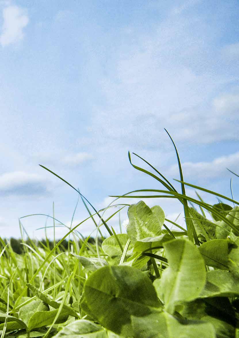 Quartet Luzerne Hoge productie bij lage stikstofgift Eiwit- en structuurrijk ruwvoer Blijvend grasland Tijdelijk grasland Hoge productie bij lage stikstofgift. Smakelijker ruwvoer.