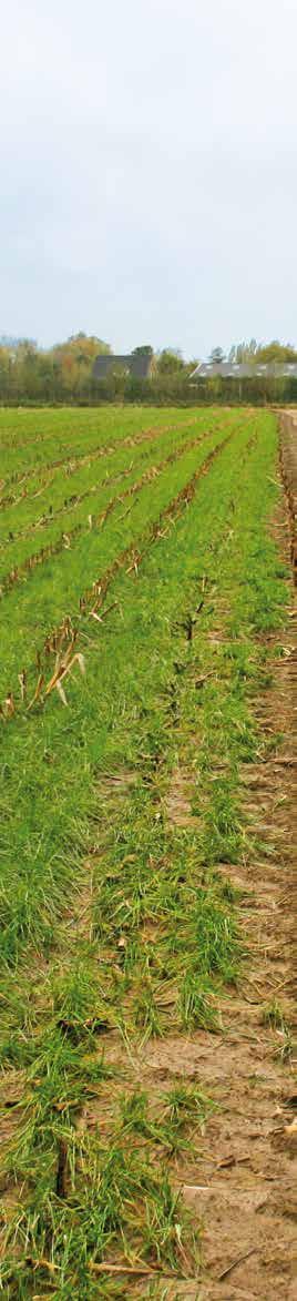 Grasgroenbemesters Een hoge opbrengst van het land begint met een vruchtbare bodem.