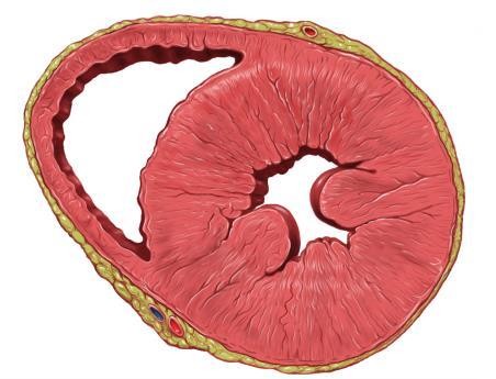 Therapie: contractiliteit inotropie Key points Beschikbare inotropica verhogen cardiac output MAAR ten koste van potentieel toegenomen mortaliteit Juiste indicatiestelling is essentieel Beperkte