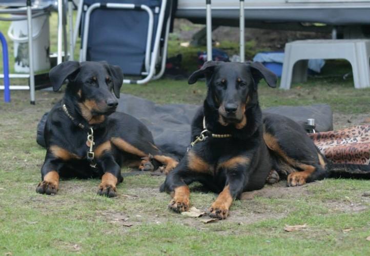 in de ring. Houdt u uw hond dus gereed als deze 2de is geworden in zijn/haar klasse. Laat uw hond goed uit voor u de ring ingaat. Dat kan buiten het terrein.