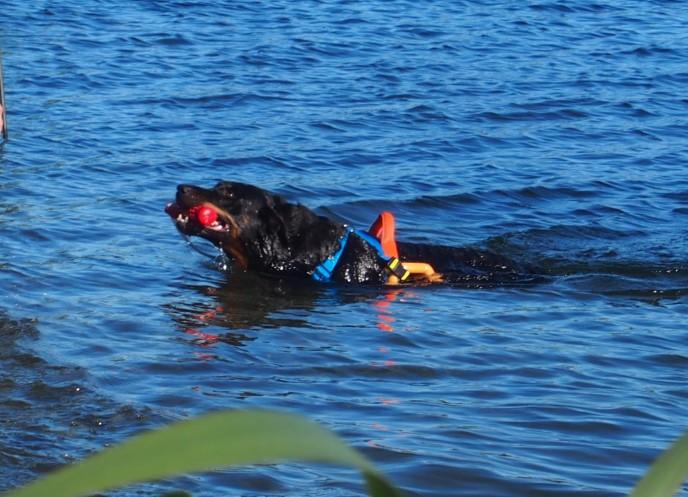 Prijsuitreiking Coupe de Beauté en Coupe de Travaille Leden van Beauceron