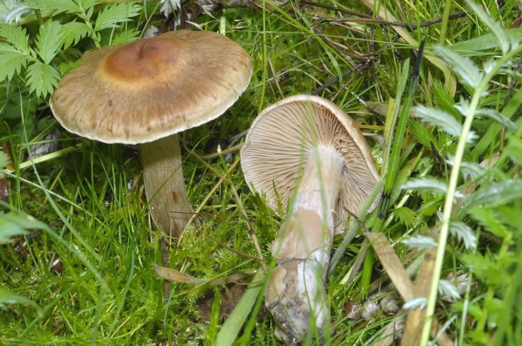 Deze paddenstoelen expert organiseert binnen de mycologenvereniging regelmatig paddenstoelentochten voor IVN wandelingen.