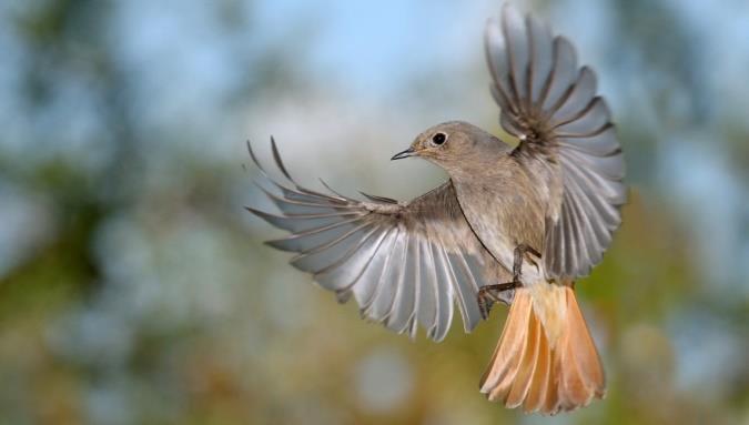 De zwarte roodstaart Dit artikel is geschreven door Jeanet van Zoelen, medewerkster Vogelbescherming Nederland Wel eens gehoord van de zwarte roodstaart?