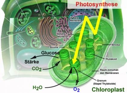stoffen. Met welk doel gebeurt dit 8. Leg uit wat we verstaan onder koolstofassimilatie. 9. Fotosynthese bestaat uit lichtreacties en donkerreacties.
