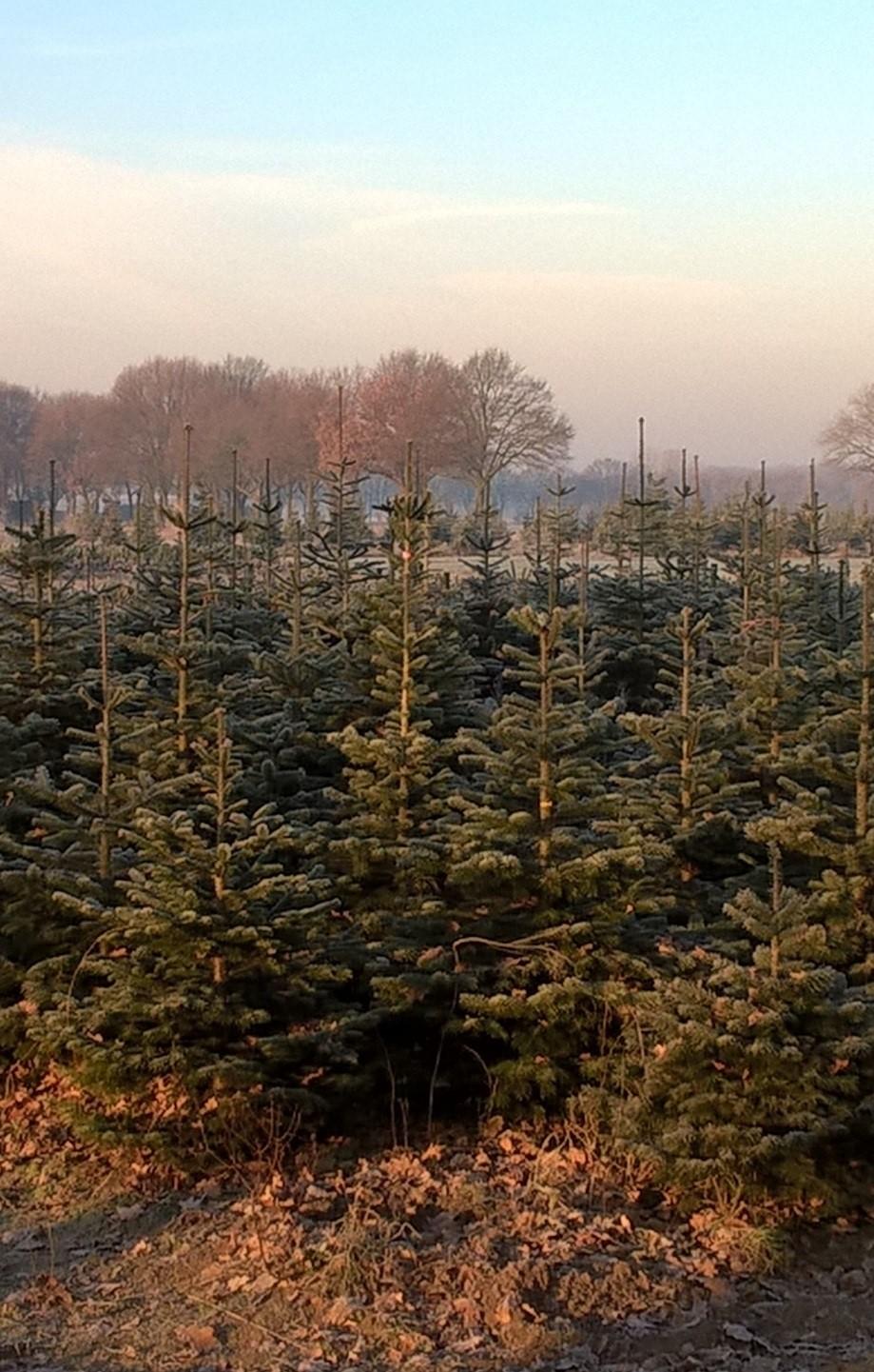 Een prachtige foto, genomen op de grens van onze groene wijk Veltum. Je realiseert je niet altijd wat onze wijk te bieden heeft.