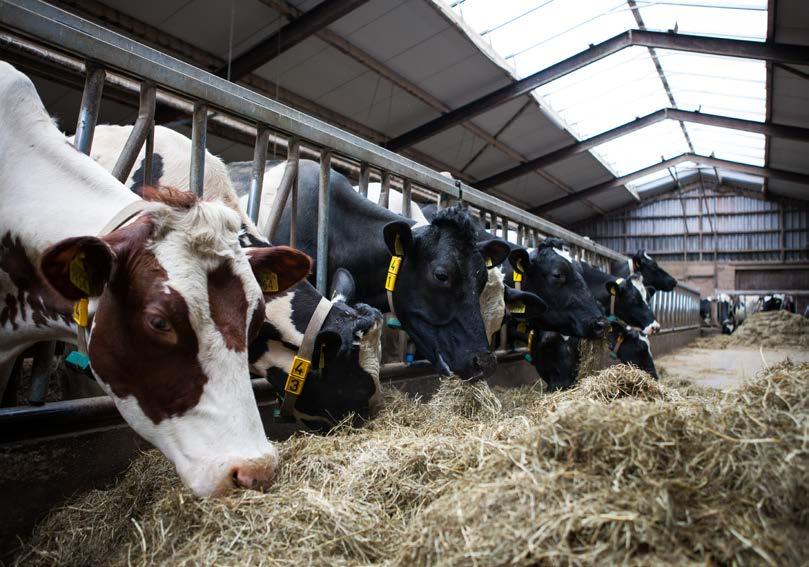 De nieuwe melkrobot biedt de ruimte die daarvoor nodig is aan de achterkant. Tot slot spelen de mogelijkheden om het systeem te reinigen een rol.