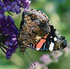 Bruine vurvlinder: Heeft ook goed gevlogen. Al een paar jaar wordt de 1 ste vlinder gezien rond 12 mei. Dit jaar was de 1 ste vlinder op 11 mei.
