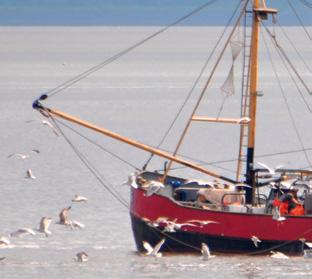 Daarbij was de conclusie dat naarmate de oesterbanken minder mosselen bevatten, deze banken ook minder worden benut door vogels (dus oesterrapen doe je bij voorkeur op schelpdierbanken die worden