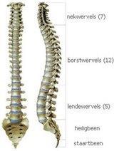 U wordt binnenkort geopereerd aan een nekhernia. In deze brochure leest u informatie over de nekhernia, de voorbereiding op de operatie, de operatie zelf en de nabehandeling.