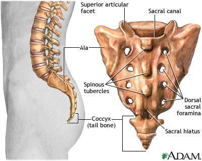 Ligging In bovenstaande figuur ziet u aan de linkerzijde een dwars aanzicht op het onderste deel van de wervelkolom, aan de rechterzijde kijkt u op de achterkant van het heiligbeen (sacrum) en het