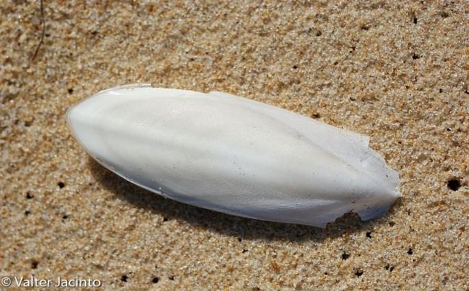 De inwendige schelp van een sepia, ook wel zeekat genoemd.