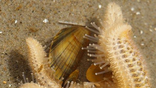 Dan worden de mosselen interessanter voor krabben, zeesterren en vogels zoals scholeksters en eidereenden. De mossel is zelfs niet veilig voor andere weekdieren.