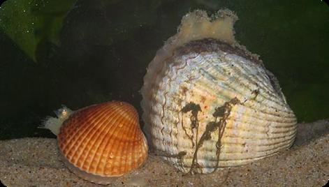 Er gaan dan veel vogels dood en de populaties van die vogels kunnen dan flink afnemen. Eten en gegeten worden Kokkels eten, zoals veel schelpdieren, plankton dat ze uit het water filteren.