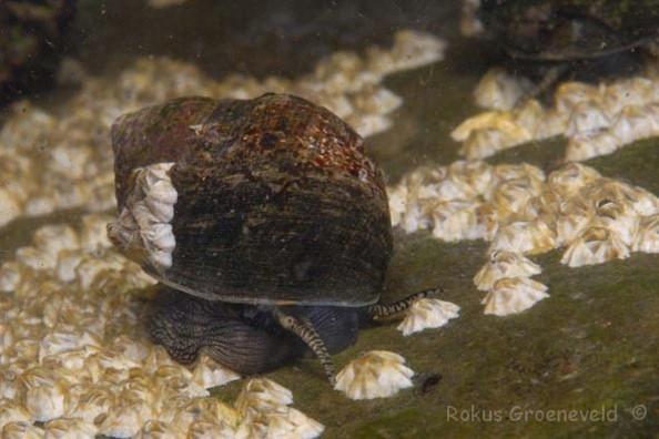 1 Slakken (Gastropoda) Slakken uit de zee worden in Nederland maar weinig gegeten. Dit laat niet weg dat sommige landen dit als een ware delicatesse zien.