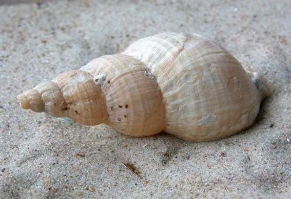 De schelp van een wulk. Biopix Een wulk op een zanderige bodem.