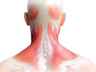 aal Stijve halskragen van kunststof die de beweging van het hoofd zo veel mogelijk beperken tijdens een kortere of langeree periode van immobilisatie.