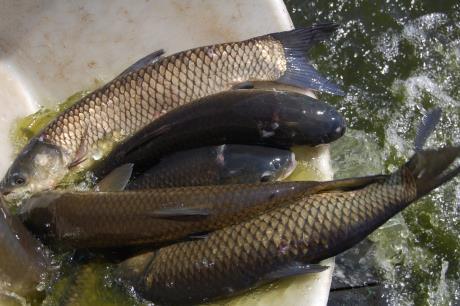 teruggezet. Deze vissoort wordt uitgezet om overtollige waterplanten in het water te beteugelen. Links: Vangst van een graskarper door een jeugdige sportvisser. Rechts: Uitzetting van graskarper.