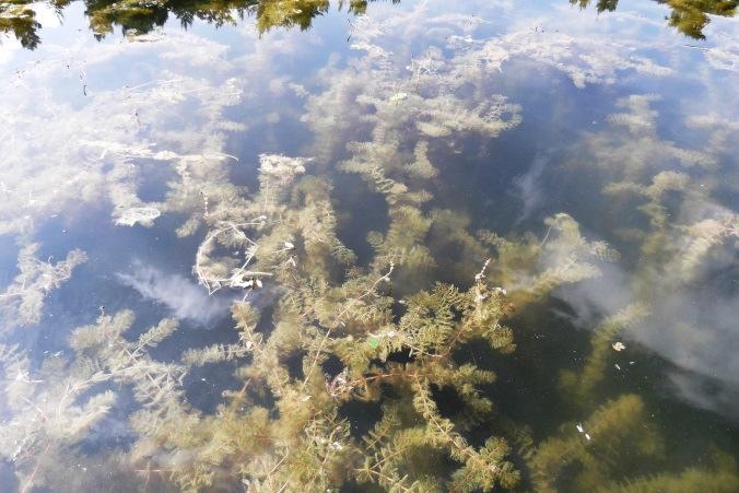 - Waterplantenbeheer met graskarper - Samenvatting graskarperproeven Sportvisserij Nederland (Peters, 2016a) In de periode 2013-2015 zijn graskarperpilots uitgevoerd in vijf visvijvers.