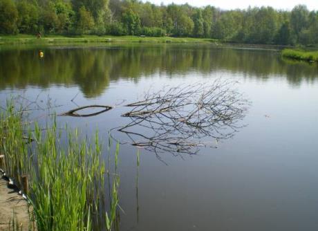 - Effecten op het ecosysteem - Daarnaast legt de vis een deel van de nutriënten bij de groei vast in de vorm van biomassa.