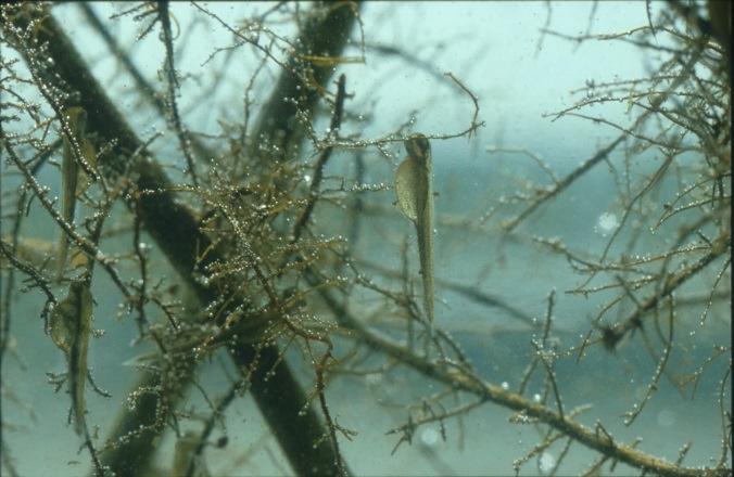 algen. Ondergedoken waterplanten zorgen voor enkele positieve feedback mechanismen die de begroeide toestand behouden (onder andere Van de Bund & Van Donk, 2004; refs. in Dibble & Kovalenko, 2009).