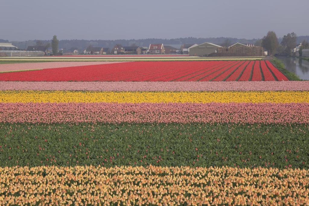 De lokale methode Groen &