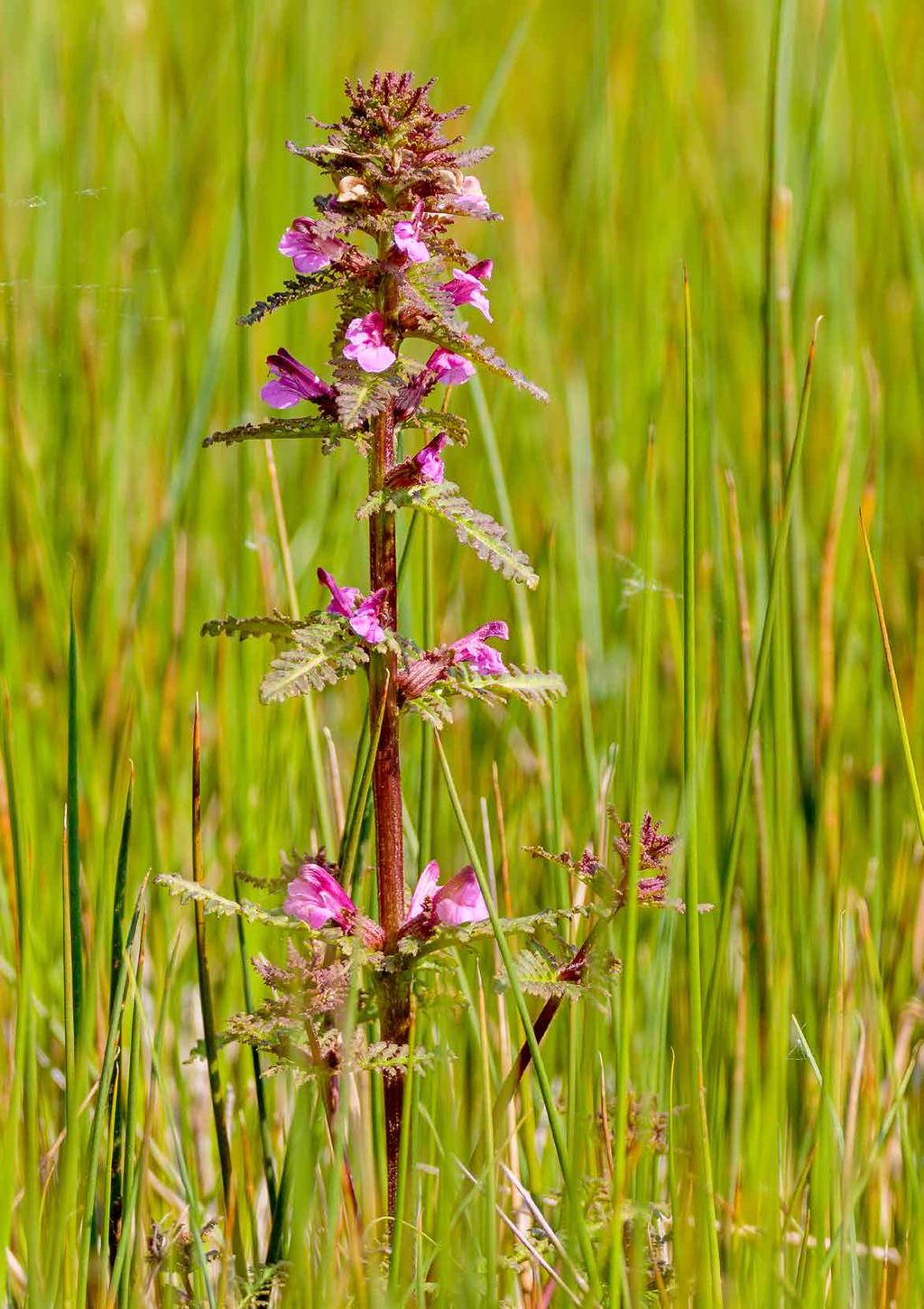 Moeraskartelblad Ron