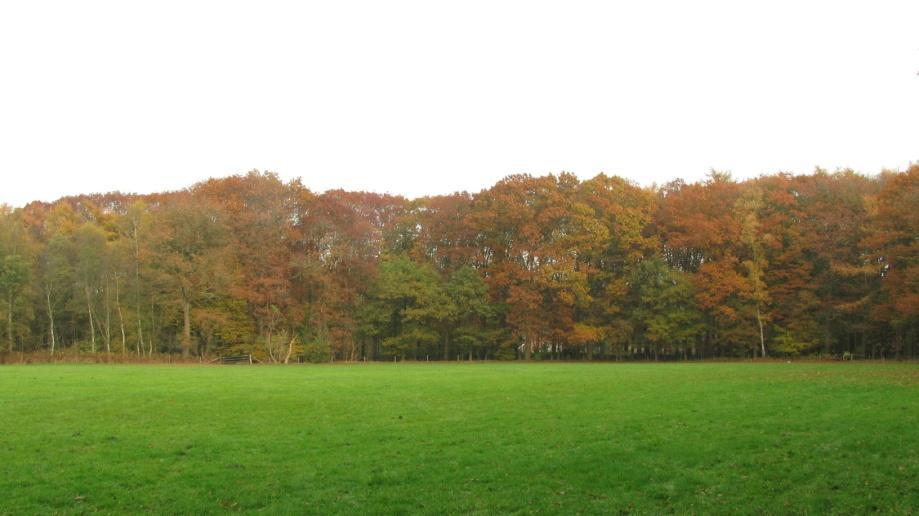 Foto2: oostzijde van het perceel (door de bomen heen